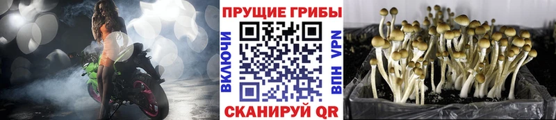 Галлюциногенные грибы Psilocybine cubensis  Купить закладки  Новошахтинск 
